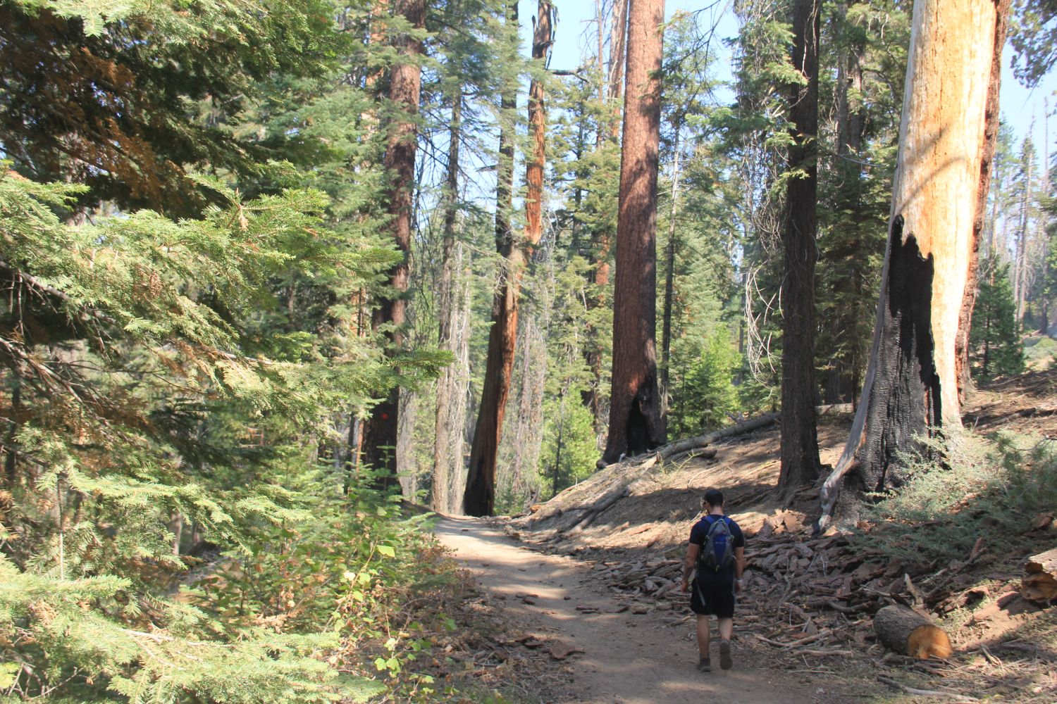 Grant Tree Trail, Boundary Trail and North Grove Trail 